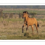 Chevaux Henson au marais du Crotoy en Baie de Somme