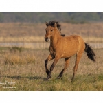 Chevaux Henson au marais du Crotoy en Baie de Somme