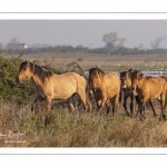 Chevaux Henson au marais du Crotoy en Baie de Somme