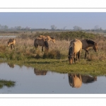 Chevaux Henson au marais du Crotoy en Baie de Somme