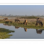 Chevaux Henson au marais du Crotoy en Baie de Somme