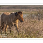 Chevaux Henson au marais du Crotoy en Baie de Somme