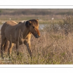 Chevaux Henson au marais du Crotoy en Baie de Somme