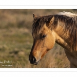 Chevaux Henson au marais du Crotoy en Baie de Somme