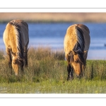 Chevaux Henson