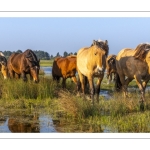 Chevaux Henson