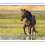 Chevaux Henson