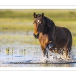 Chevaux Henson