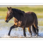Chevaux Henson