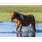 Chevaux Henson