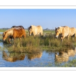 Chevaux Henson