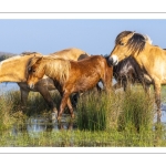Chevaux Henson