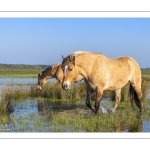 Chevaux Henson