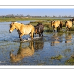 Chevaux Henson