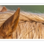 Chevaux Henson