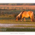 Henson_04_05_2014_002-border