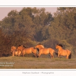 Henson_04_05_2014_004-border
