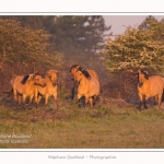 Henson_04_05_2014_011-border