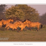 Henson_04_05_2014_012-border