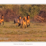 Henson_04_05_2014_015-border