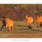 Henson_04_05_2014_016-border