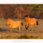 Henson_04_05_2014_018-border