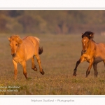 Henson_04_05_2014_020-border