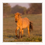 Henson_04_05_2014_021-border
