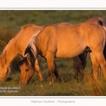 Henson_04_05_2014_022-border