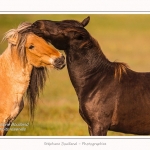 Henson_04_05_2014_023-border
