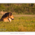 Henson_04_05_2014_024-border