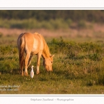 Henson_et_Garde_Boeuf_04_05_2014_001-border