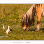 Henson_et_Garde_Boeuf_04_05_2014_002-border