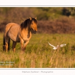 Henson_et_Garde_Boeuf_04_05_2014_004-border