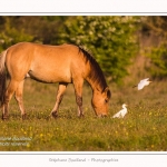 Henson_et_Garde_Boeuf_04_05_2014_005-border