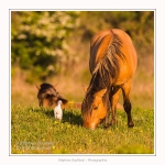 Henson_et_Garde_Boeuf_04_05_2014_010-border