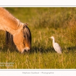 Henson_et_Garde_Boeuf_04_05_2014_011-border