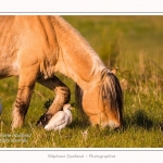 Henson_et_Garde_Boeuf_04_05_2014_012-border