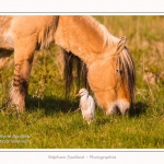 Henson_et_Garde_Boeuf_04_05_2014_015-border
