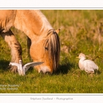 Henson_et_Garde_Boeuf_04_05_2014_016-border