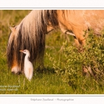 Henson_et_Garde_Boeuf_04_05_2014_020-border