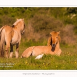 Henson_et_Garde_Boeuf_04_05_2014_022-border