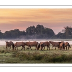 Les chevaux Henson à l'aube dans la pâture de Noyelles