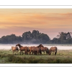 Les chevaux Henson à l'aube dans la pâture de Noyelles