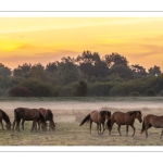 Les chevaux Henson à l'aube dans la pâture de Noyelles