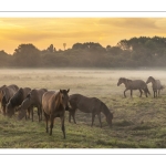 Les chevaux Henson à l'aube dans la pâture de Noyelles