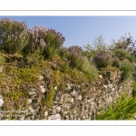 L'Herbarium des remparts à Saint-Valery-sur-Somme (Baie de Somme)