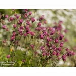 L'Herbarium des remparts à Saint-Valery-sur-Somme (Baie de Somme)