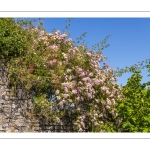 L'Herbarium de Saint-Valery