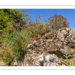 L'Herbarium de Saint-Valery